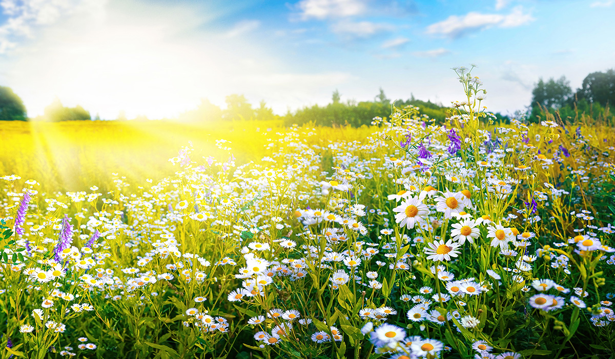 Beautiful sunny spring day over a field of daisies